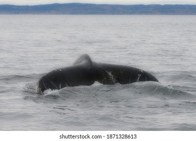 Whales of the North Shore Quebec