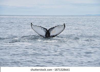 Whales of the North Shore Quebec