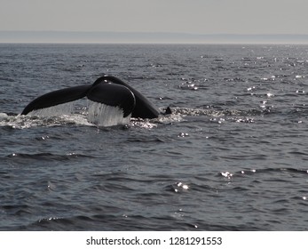 Whales On The Saint Lawrence River