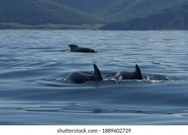 Whales in Pleasant Bay, Nova Scotia Canada. - Shutterstock ID 1889602729