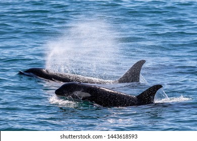 Whales In Sitka, Alaska, USA