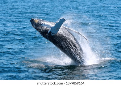 Whales Swimming And Jumping In Cape Cod