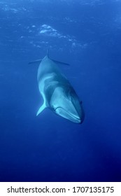 Whales Swimming Underwater - Dwarf Minke Whale