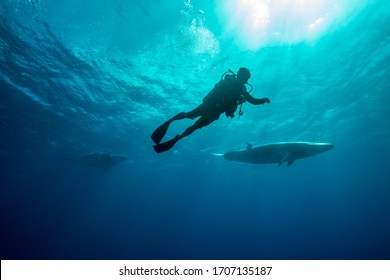 Whales Swimming Underwater - Dwarf Minke Whale