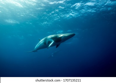 Whales Swimming Underwater - Dwarf Minke Whale