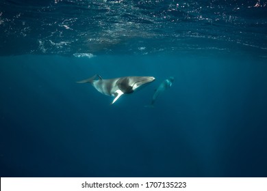 Whales Swimming Underwater - Dwarf Minke Whale