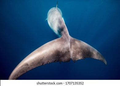 Whales swimming underwater - Dwarf Minke Whale