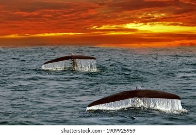 Whales Tails. Mirissa, Sri Lanka. Blue Whale Underwater Indian Ocean.