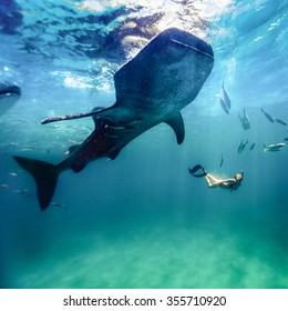 Whaleshark Diving At Oslob, Philippines