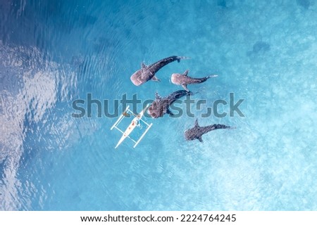 Whalesharks swimming in ocean drone aerial footage Cebu Philippines