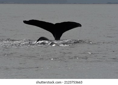 Whalewatching Humpbacks In The Ocean Ner Prince Rupert Bc Canada