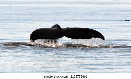 Whalewatching Humpbacks In The Ocean Ner Prince Rupert Bc Canada