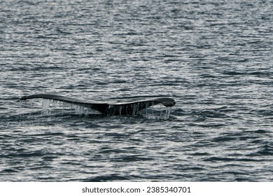 Whalewatching near Akureyri in Iceland