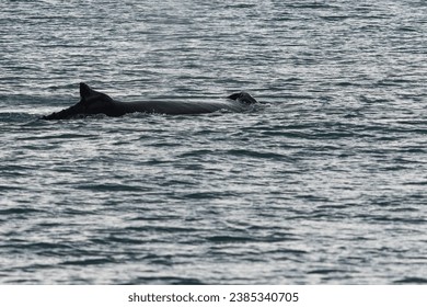 Whalewatching near Akureyri in Iceland