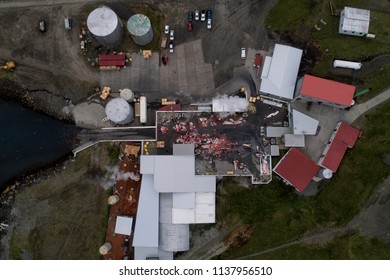 Whaling station in Iceland with a cut up Finback whale on the operations plan, image shot from above looking straight down