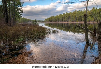 At Wharton State Forest