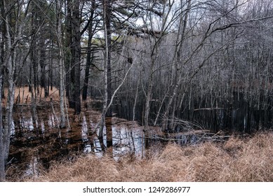 At Wharton State Forest