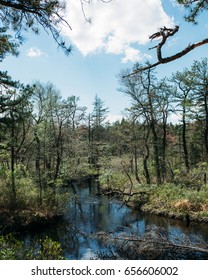 Wharton State Forest