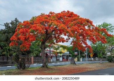 What Is Another Name For Flamboyant Flower?
Royal Poinciana, (Delonix Regia), Also Called Flamboyant Tree Or Peacock Tree, Strikingly Beautiful Flowering Tree Of The Pea Family (Fabaceae). 