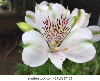 What A Beautiful White  Lilium Flower Casablanca In The Garden 