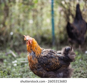 What the cluck? A Chicken Questioning Everything