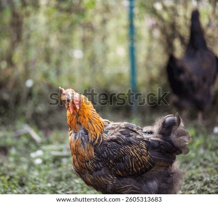 What the cluck? A Chicken Questioning Everything