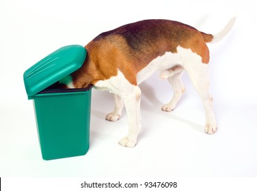 What News? The Dog Checks A Green Garbage Can.