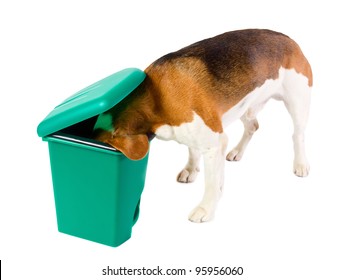 What News? The Dog Checks A Green Garbage Can.white Background.