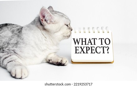 What To Expect Text On A Notepad With Grey Cat