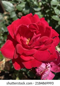 What A Knock Out - Knockout Roses!