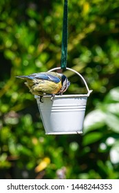 What Is For Lunch As A Bluetit (Cyanistes Caeruleus) Looking Into A Small Container Filled With Bird Seed