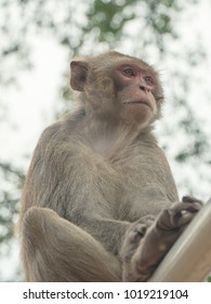 What are the monkeys looking at