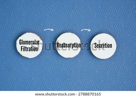 What are the three processes of urine formation? There are three main steps of urine formation: glomerular filtration, reabsorption, and secretion word. 