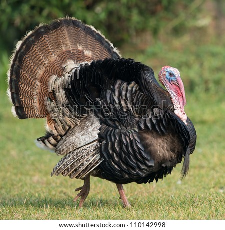 What a turkey