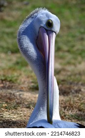 What A Wonderful Pelican Beak