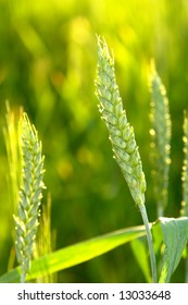 Wheat