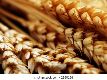 wheat - Powered by Shutterstock
