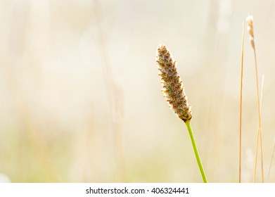 Wheat