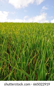 Wheat