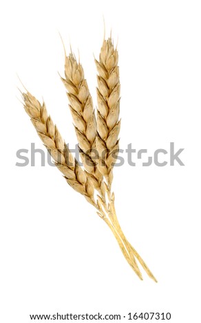 Wheat