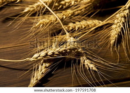 Image, Stock Photo Why Zen? Wheat Moonlight