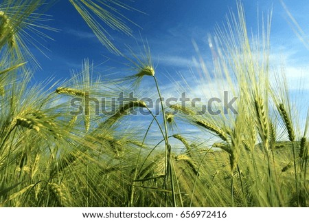 Similar – Foto Bild Wolken und Getreide Himmel