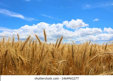 Wheat Against a Clouded Blue Sky in Kansas