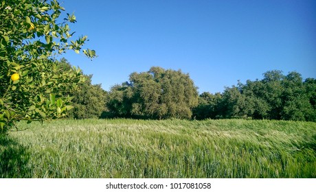 Wheat And Argan Tree