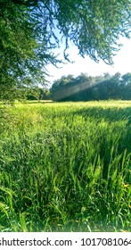 Wheat and Argan tree