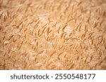 Wheat background. The agriculture. Gold sprouts of wheat in soil. Harvest in farm. Wheat field background. Background and texture for autumn harvest. Background of ripening ears of wheat field.