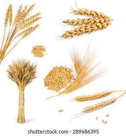 barley vs wheat plant