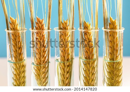 Wheat or barley in test tubes gmo genetically modified food concept