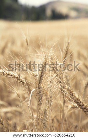 Wheat Beards. Close up image of a wheat field showing beards and kernels of the wheat plant. 