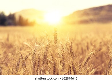 Wheat Beards.Wheat Field Morning Sunrise And Yellow Sunshine